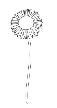 Vektör illüstrasyonu, izole edilmiş papatya çiçeği siyah beyaz renkler, ana hatları elle çizilmiş.