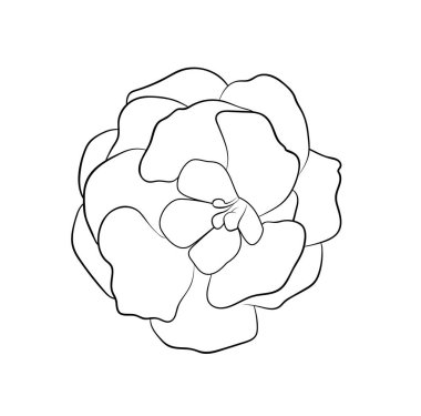 Vektör illüstrasyonu, izole edilmiş gloksinya çiçeği siyah beyaz renklerde, ana hatları elle çizilmiş.