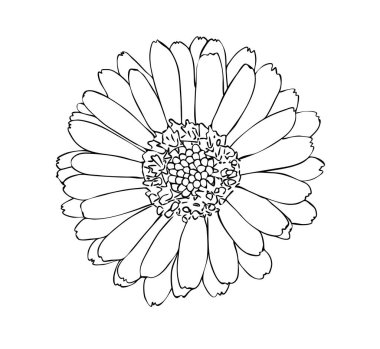 Vektör illüstrasyonu, siyah ve beyaz renkli izole kadife çiçeği, ana hatlarıyla el çizimi.