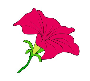 Vektör çizimi, izole edilmiş kırmızı mirabilis çiçeği, ana hatlarıyla çizilmiş el çizimi.