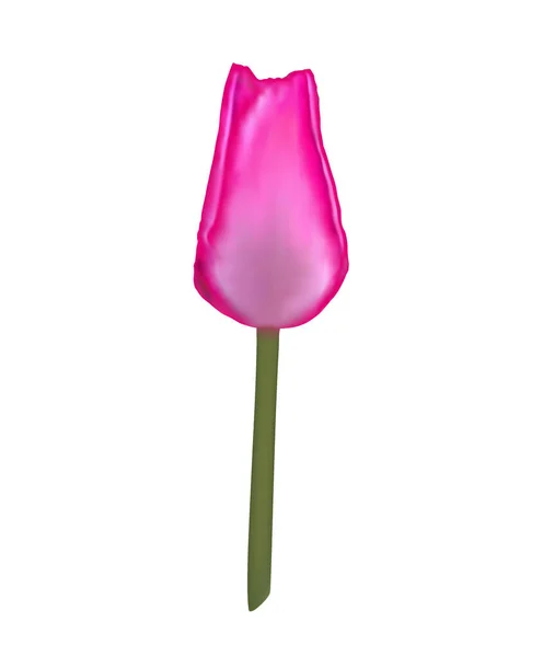 Векторная Иллюстрация Реалистичный Розовый Цветок Тюльпан Зеленом Стебле Изолированы Белом — стоковый вектор