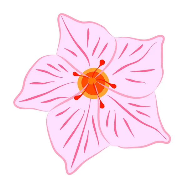 Vektorové Ilustrace Ploché Růžové Mandevilla Květiny Izolované Bílém Pozadí — Stockový vektor