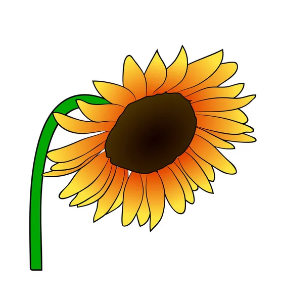 Vektor Illustration Cartoon Orange Sonnenblume Auf Grünem Stiel Isoliert Auf — Stockvektor