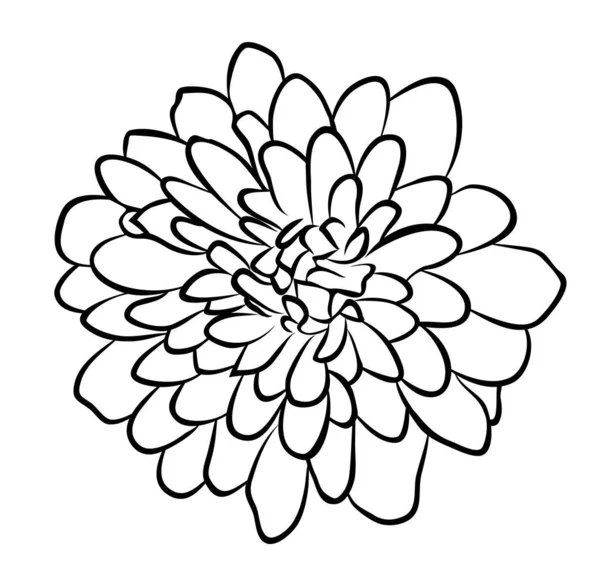 Illustration Vectorielle Fleur Aster Isolée Noir Blanc — Image vectorielle