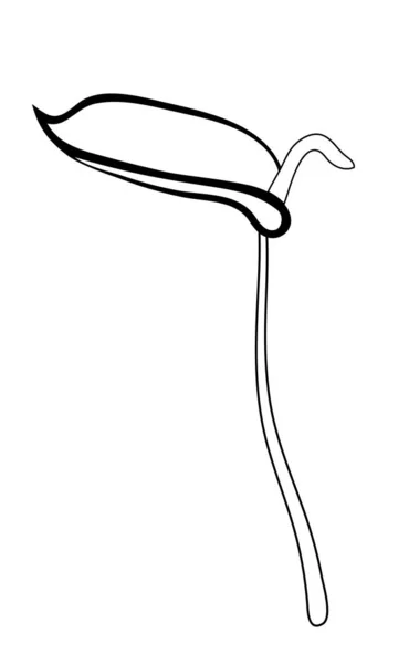 Vektorová Ilustrace Izolovaný Květ Anthuria Černobílých Barvách — Stockový vektor