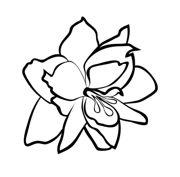 ベクトルイラスト 黒と白の色で隔離されたアマリリスの花 — ストックベクタ