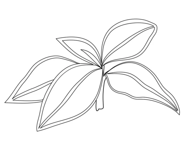 Vektor Illusztráció Izolált Növény Aglaonema Fekete Fehér Színekben — Stock Vector