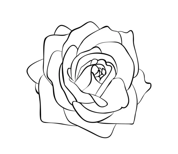 Illustration Vectorielle Fleur Rose Isolée Noir Blanc — Image vectorielle