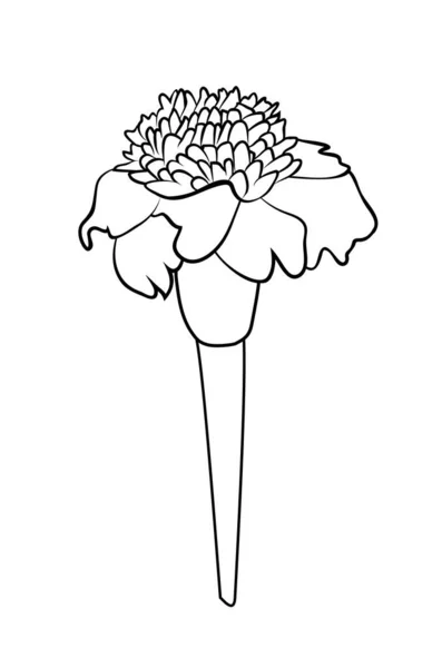 Illustration Vectorielle Fleur Tagetes Isolée Noir Blanc Dessin Peint Main — Image vectorielle