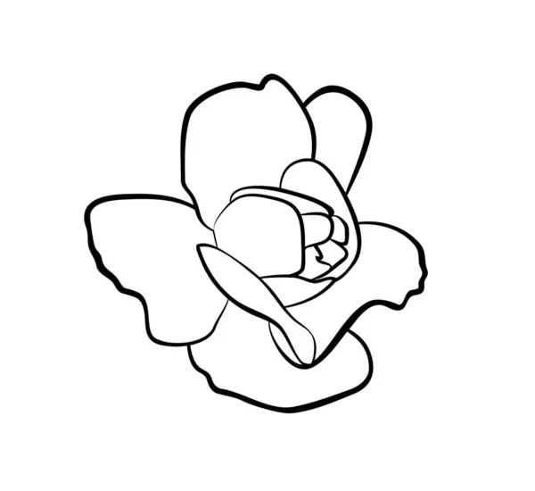 Ilustración Vectorial Flor Rosa Aislada Colores Blanco Negro Esquema Pintado — Vector de stock