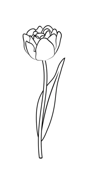 Illustrazione Vettoriale Fiore Tulipano Isolato Nei Colori Bianco Nero Disegno — Vettoriale Stock