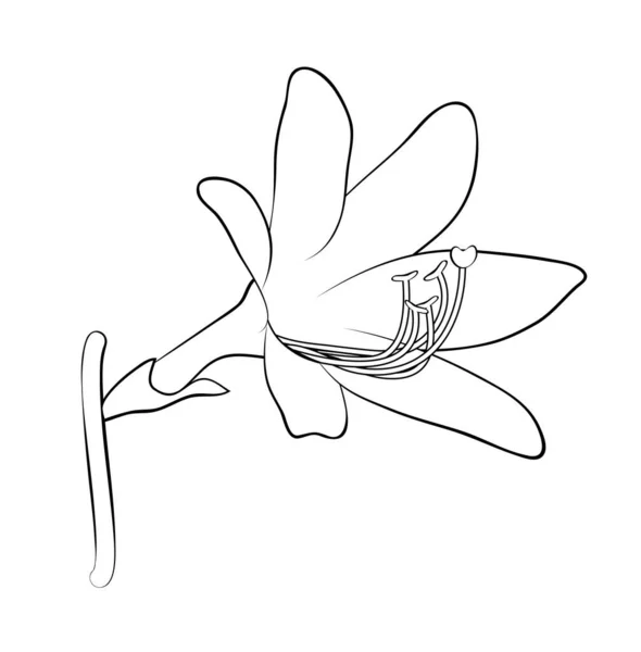 ベクトルイラスト 黒と白の分離ユリの花 アウトライン手描き — ストックベクタ