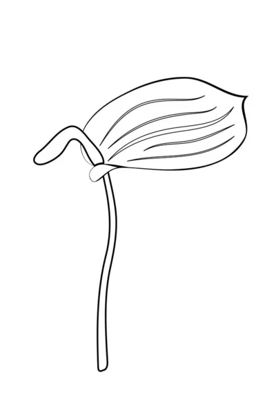 Vektor Illustration Isolerad Anthurium Blomma Svart Och Vitt Färger Kontur — Stock vektor