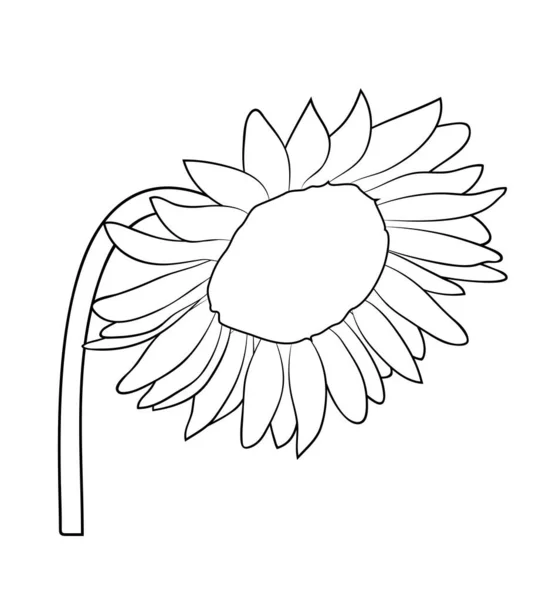 Ilustración Vectorial Girasol Aislado Colores Blanco Negro Contorno Pintado Mano — Vector de stock