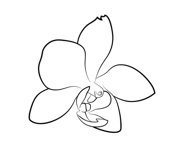 Vector Illustratie Geïsoleerde Orchidee Bloem Zwart Wit Kleuren Schema Met — Stockvector