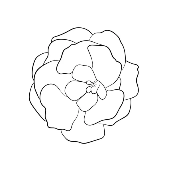 Ilustración Vectorial Flor Gloxinia Aislada Colores Blanco Negro Dibujo Pintado — Vector de stock