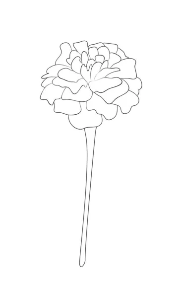 Ilustração Vetor Isolado Tagetes Flor Cores Preto Branco Esboço Pintado — Vetor de Stock