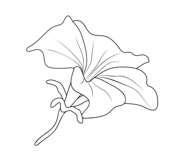 Ilustración Vectorial Flor Aislada Mirabilis Colores Blanco Negro Dibujo Pintado — Vector de stock