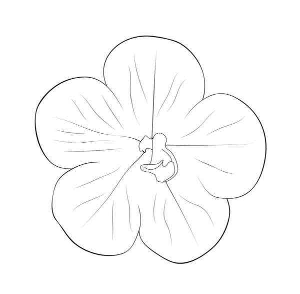 Vektorová Ilustrace Izolované Achimeny Květ Černé Bílé Barvě Obrys Ručně — Stockový vektor