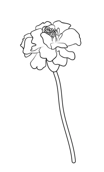 Ilustración Vectorial Flor Aislada Los Tagetes Colores Blanco Negro Dibujo — Vector de stock