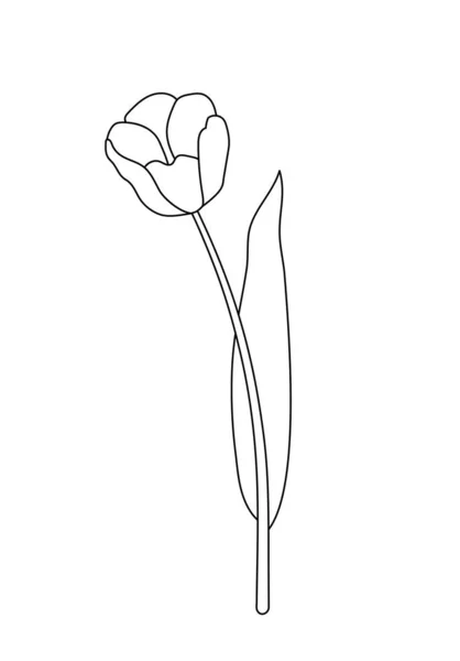 Illustration Vectorielle Fleur Tulipe Isolée Noir Blanc Dessin Peint Main — Image vectorielle