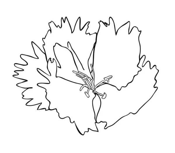 Vektor Illusztráció Elszigetelt Dianthus Virág Fekete Fehér Színekben Körvonalazott Kézzel — Stock Vector