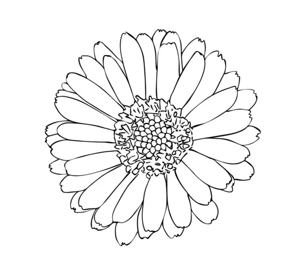 Illustrazione Vettoriale Fiore Calendula Isolato Nei Colori Bianco Nero Disegno — Vettoriale Stock