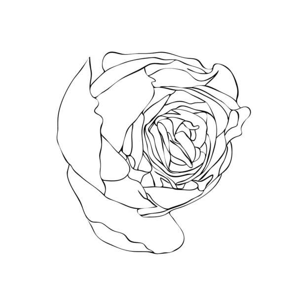 Vector Illustration Isolated Rose Flower Bud Black White Colors Outline — Stock Vector