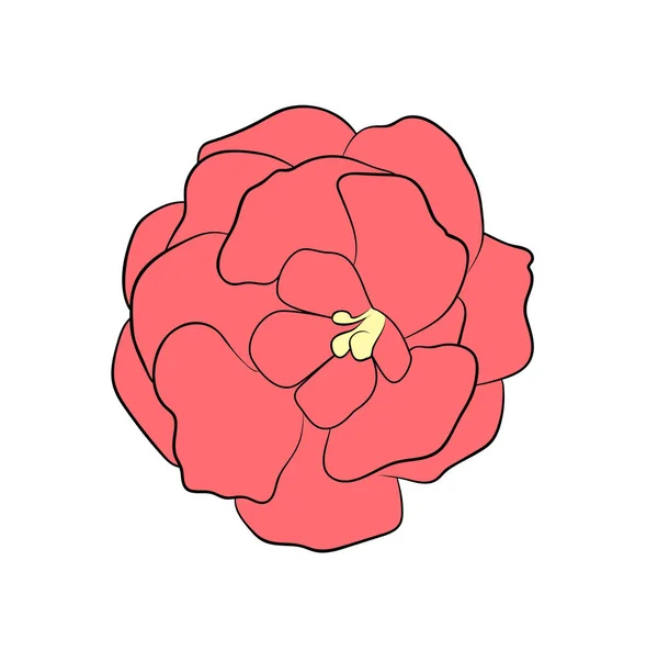 Illustrazione Vettoriale Isolato Fiore Gloxinia Rosa Contorno Dipinto Mano Disegno — Vettoriale Stock