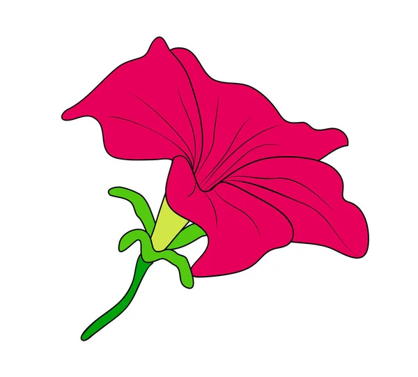 Illustration Vectorielle Fleur Mirabilis Rouge Isolée Dessin Peint Main — Image vectorielle