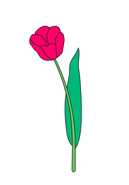 矢量图解 绿色茎上孤立的红色郁金香花 轮廓手绘绘图 — 图库矢量图片