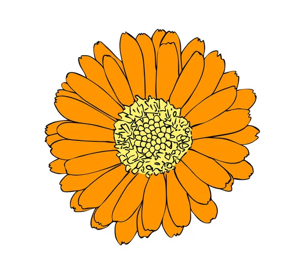 Illustrazione Vettoriale Fiore Calendula Arancione Isolato Disegno Dipinto Mano Contorno — Vettoriale Stock