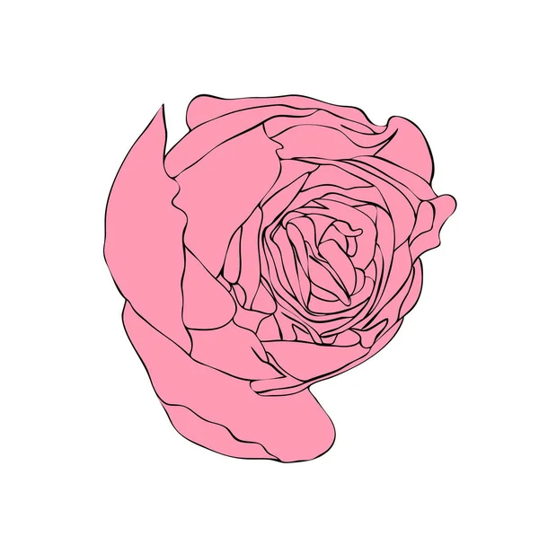 Vektori Kuvitus Eristetty Vaaleanpunainen Ruusu Kukka Nuppu Ääriviivat Käsin Maalattu — vektorikuva