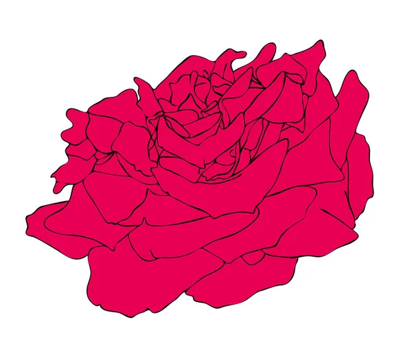 Illustrazione Vettoriale Fiore Rosa Rossa Isolato Disegno Dipinto Mano Contorno — Vettoriale Stock