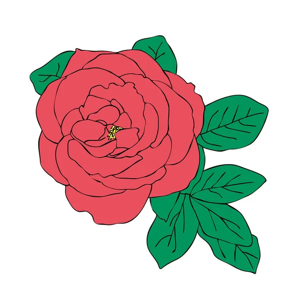 Illustrazione Vettoriale Fiore Rosa Rossa Isolato Con Foglie Disegno Dipinto — Vettoriale Stock