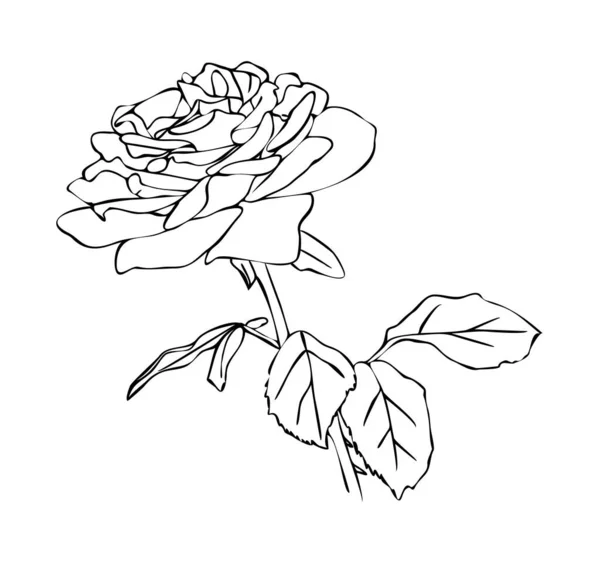 ベクトル図 黒と白の色で隔離されたバラの花 アウトライン手描き — ストックベクタ