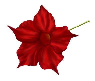 Beyaz zemin üzerinde yağlı boya tarzında izole edilmiş parlak kırmızı mandevilla çiçeği tasviri