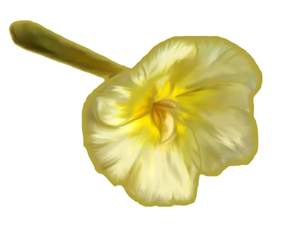 Ilustrasi Bunga Impatiens Kuning Dalam Gaya Lukisan Minyak Yang Terisolasi — Stok Foto