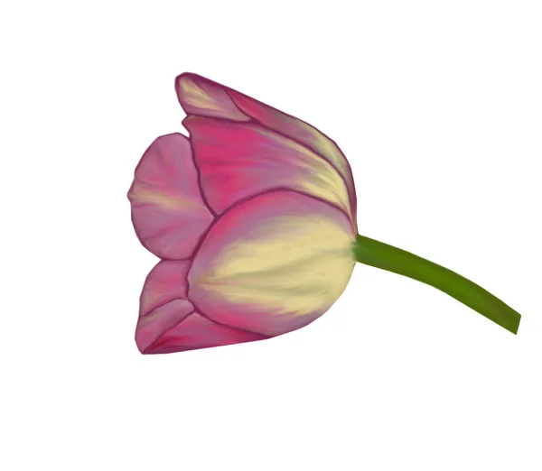 Illustration Pink Yellow Tulip Flower Style Oil Painting Isolated White — Stock Photo, Image