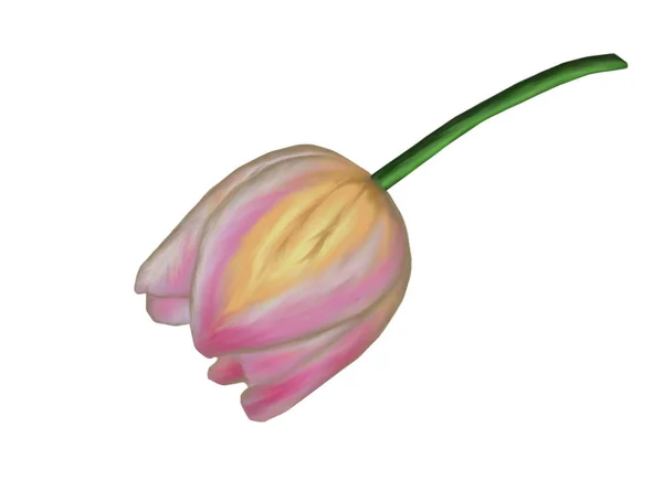 Ilustración Rosa Con Flor Tulipán Amarillo Estilo Pintura Óleo Aislado — Foto de Stock