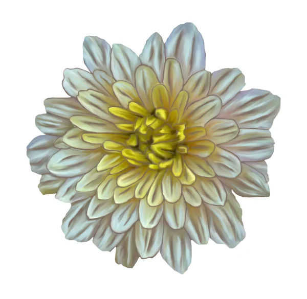 Illustrazione Beige Con Centro Giallo Aster Fiore Nello Stile Pittura — Foto Stock