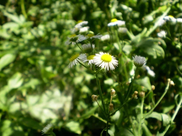Zdjęcie Rumianku Kwiaty Żółtym Centrum Białe Płatki Rozmyte Zielone Czarnym — Zdjęcie stockowe