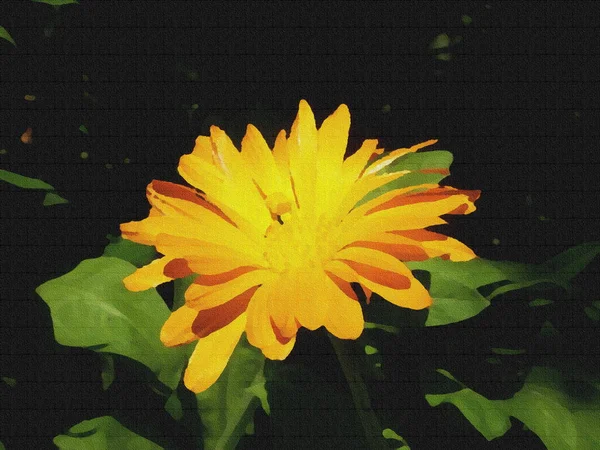 Illustration Fleur Calendula Avec Centre Orange Pétales Sur Fond Vert — Photo