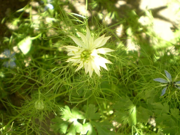 Foto Flores Desfocadas Diferentes Plantas Verdes Como Fundo Natureza Verde — Fotografia de Stock