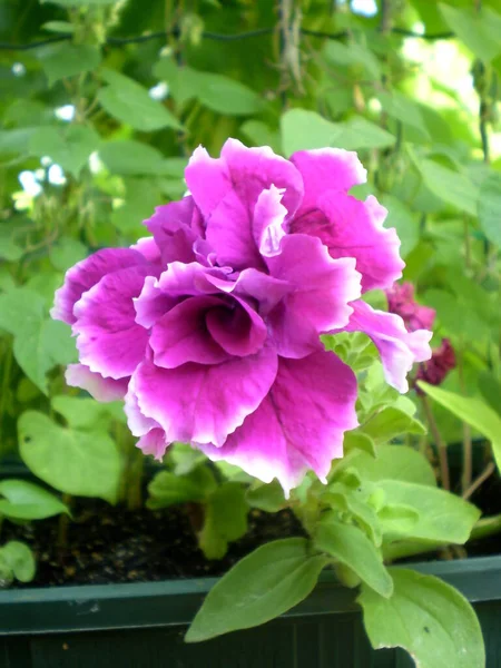 Fénykép Rózsaszín Virág Zöld Levelek Pot Homályos Háttér — Stock Fotó