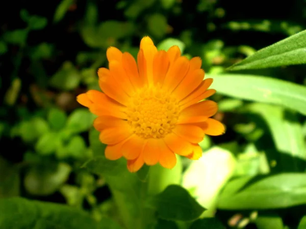 背景は黒を基調とした青地に橙色の中心部と橙色の花弁を持つぼやけたカレンデュラの花の写真 — ストック写真