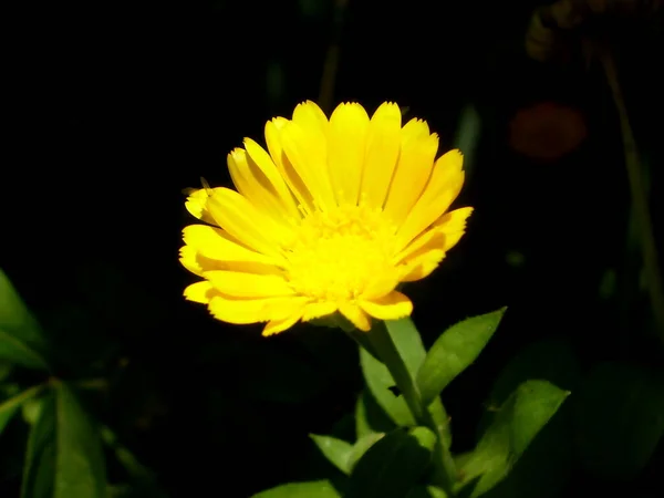 Photo Fleur Calendula Floue Centre Jaune Pétales Jaunes Sur Fond — Photo