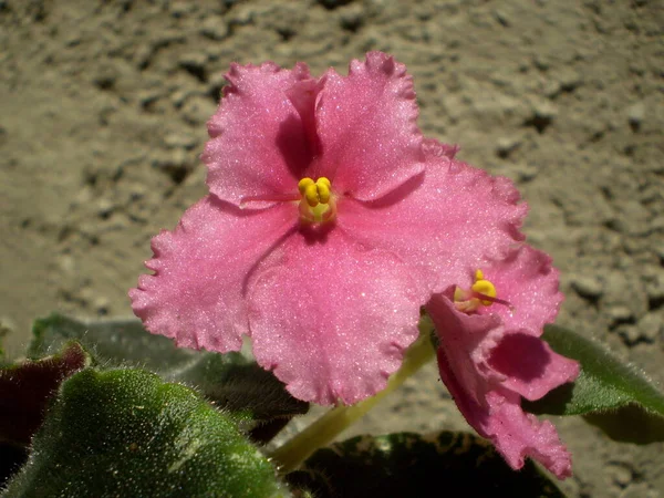 Foto Rosa Lucente Iridescente Luccicante Saintpaulia Fiore Con Stami Gialli — Foto Stock