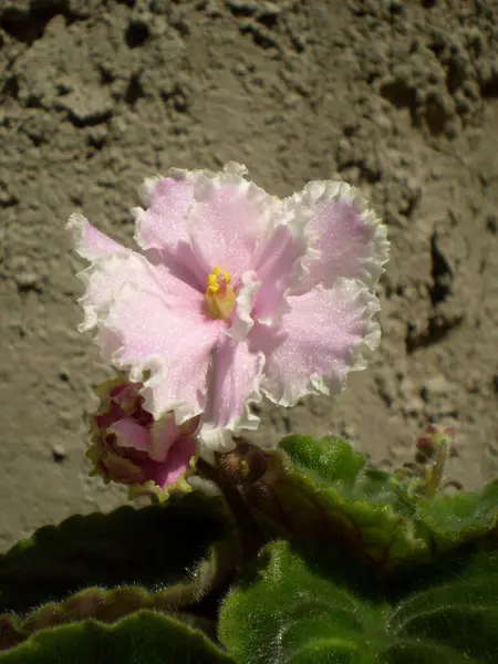 薄桃色の光沢のある虹色のシマーの写真黄色の雄蕊と緑色の葉を持つセントパウリアの花をぼやけた灰色の壁の背景に咲かせます — ストック写真