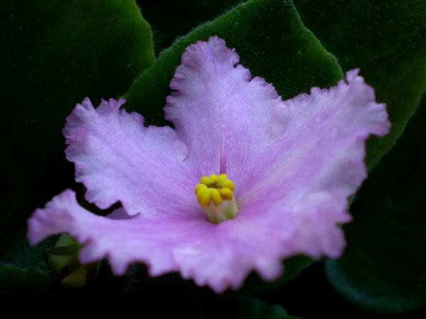 Bild Lila Glänsande Saintpaulia Blomma Med Gula Stammar Och Gröna — Stockfoto